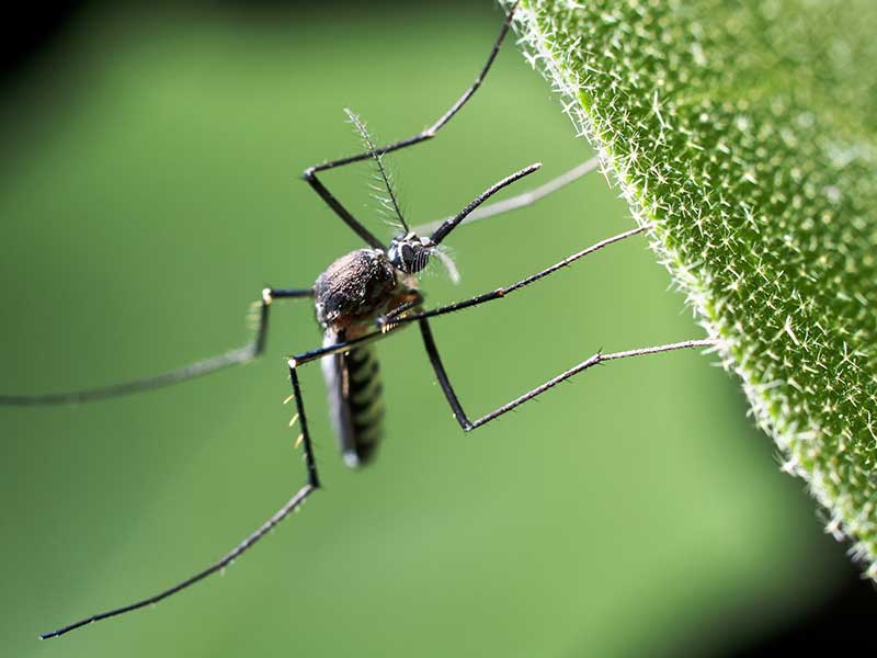 Mosquito Control